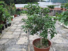 盆栽桂花的养殖方法