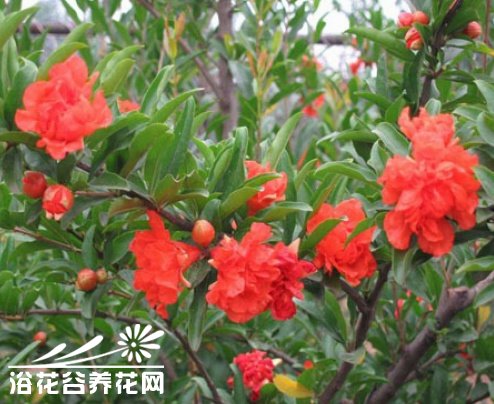 花石榴品种介绍