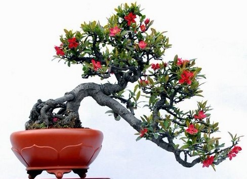 <a href='https://www.861230.com/guanhuazhiwu/6731.html' target='_blank'><u>贴梗海棠</u></a>的栽培技术