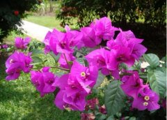 叶子花(三角梅)栽培要点