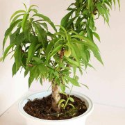 寿星桃能结果吗|能，但以观花为主