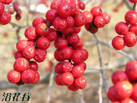 北美冬青怎么养