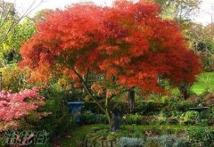 日本红枫种植(盆栽技术要点)