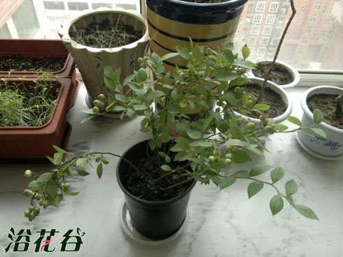 蓝莓适合盆栽的品种