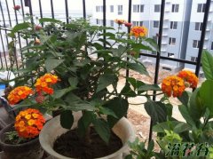 如意花怎么养
