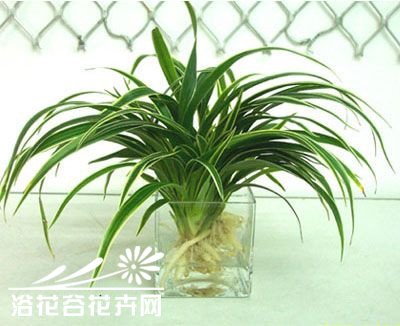 水培植物如何增氧施肥