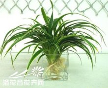 水培植物如何增氧施肥