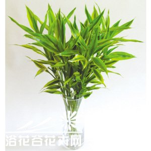 富贵竹怎么水养？