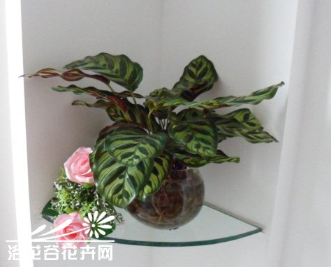 孔雀竹芋的水培方法