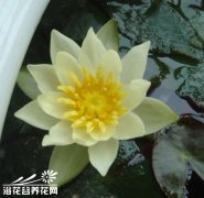 如何在阳台养睡莲
