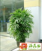 棕竹的水培方法