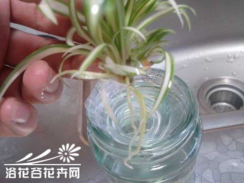 图解水培银心吊兰全攻略