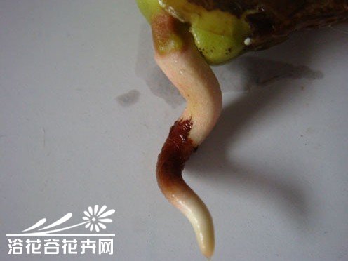 水培芒果小教程