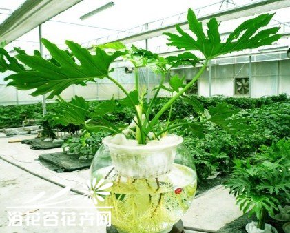 水培的一些个人经验--根部的处理和入水的深度