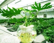 水培的一些个人经验--根部的处理和入水的深度