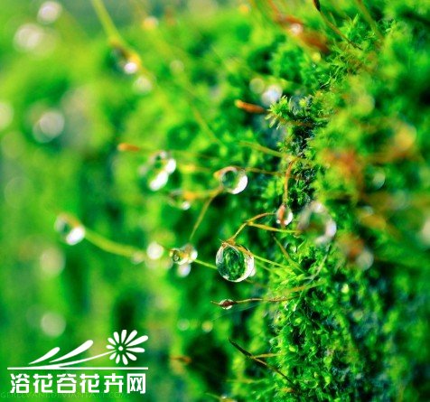 水培的一些个人经验--绿藻的问题