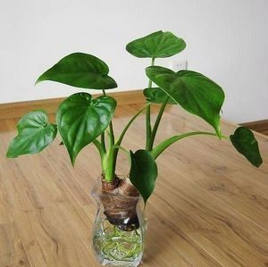 水培花卉植物中水的管理需要注意哪些方面