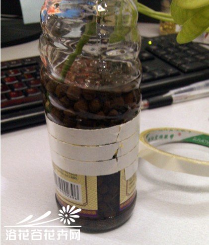 罐头瓶子变身水培花器（制作过程)