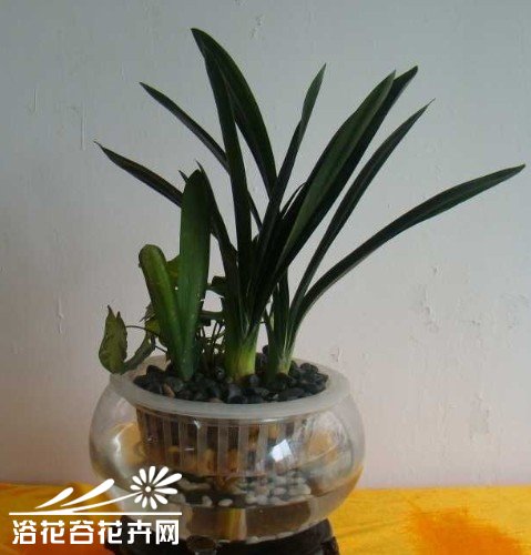 教你管理水培花卉