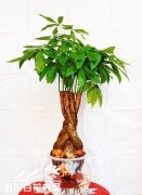 水培花卉与水培技术介绍
