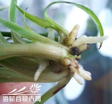 水培生根好方法