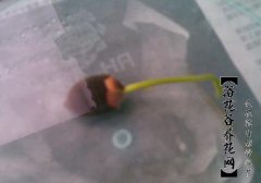 碗莲的种植方法详解