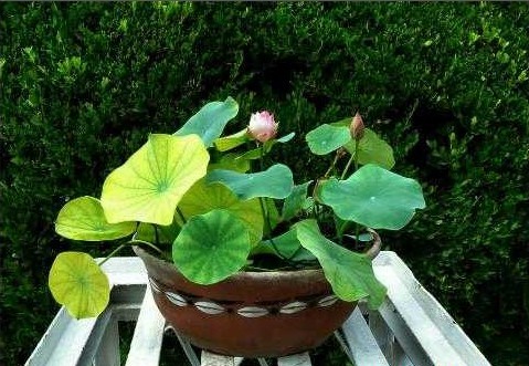 怎样给碗莲施肥