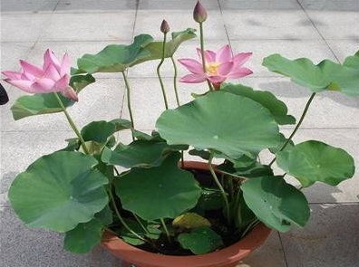 盆栽<a href='https://www.861230.com/guanhuazhiwu/1062.html' target='_blank'><u>荷花</u></a>开花异常原因的探析