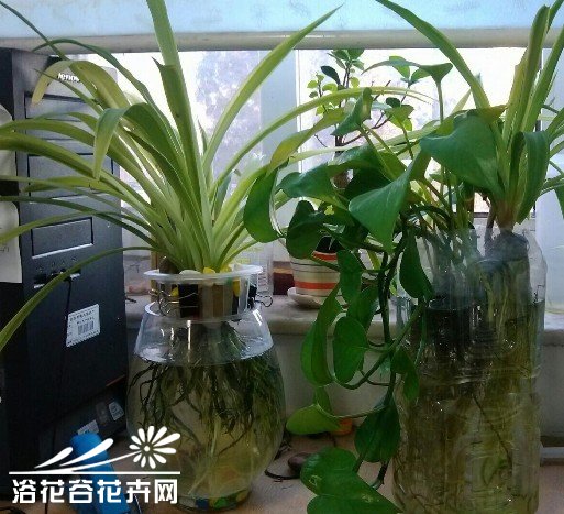 水培吊兰去绿藻方法