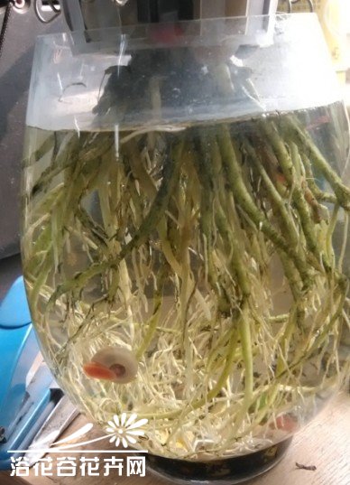 水培吊兰去绿藻方法