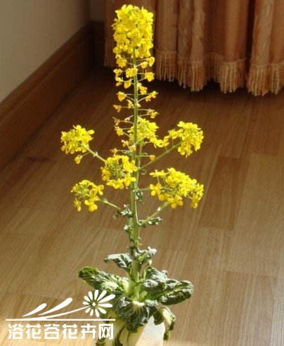 大白菜水培盆景的制作