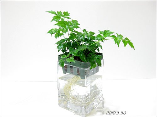 幸福树的水培方法
