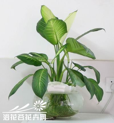 水培广东万年青的方法