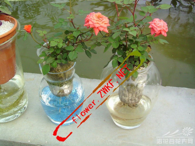 水培<a href='https://www.861230.com/guanhuazhiwu/44.html' target='_blank'><u>月季</u></a>图片