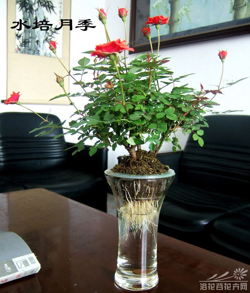 水培<a href='https://www.861230.com/guanhuazhiwu/44.html' target='_blank'><u>月季</u></a>图片