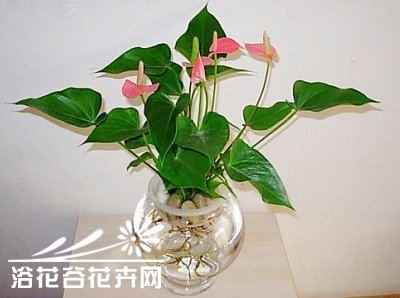 水培粉掌的方法