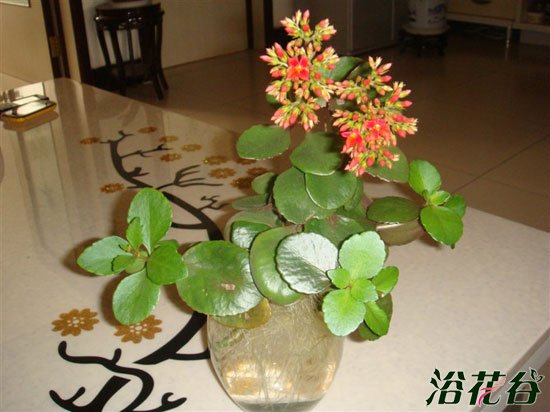 长寿花水培(图)