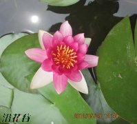 睡莲的种植方法(11年花友经验)