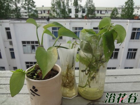 绿萝如何水培(多图)