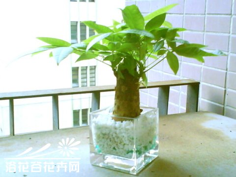 发财树的水培方法