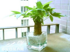 发财树的水培方法