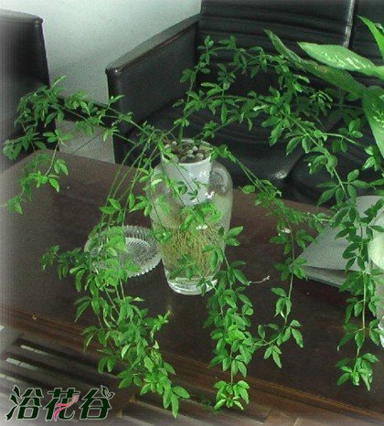 迎春花的水培方法