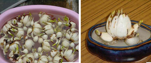 <a href='https://www.861230.com/guanhuazhiwu/6557.html' target='_blank'><u>水仙</u></a>水培方法（图）