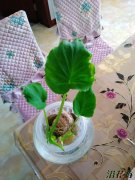 冬天可以芋头水培吗 温度最重要