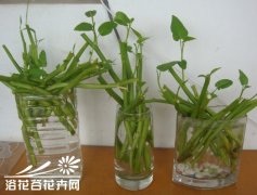 水培经验-季节变化应注意的问题