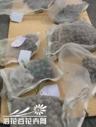 碗莲莲籽播种栽培(全程图)