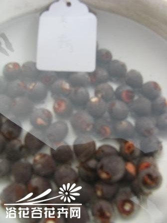 碗莲莲籽播种栽培图说