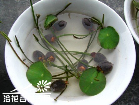 碗莲莲籽播种栽培图说