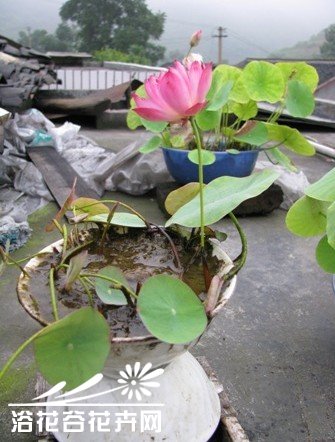 碗莲莲籽播种栽培图说