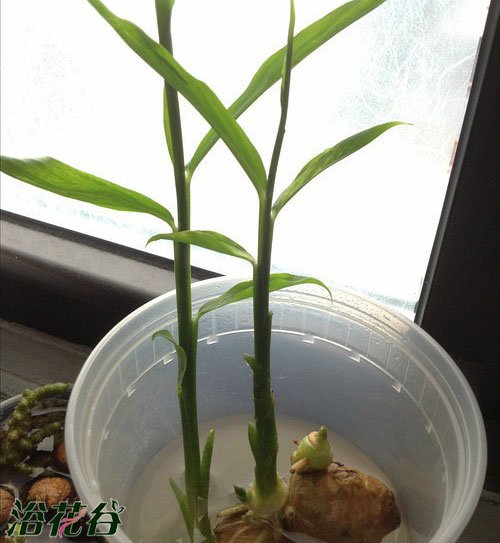 生姜水培会结新姜吗